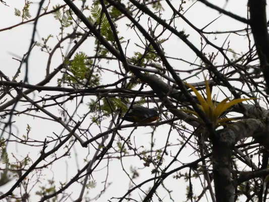 File:Setophaga pitiayumi "Tropical parula".jpg