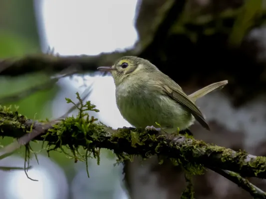 File:Phylloscartes oustaleti Oustalet's Tyrannulet; Intervales State Park, São Paulo, Brazil.jpg
