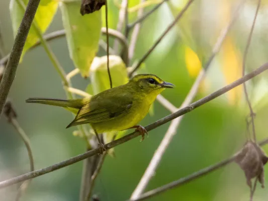 File:Myiothlypis chrysogaster 107354039 (cropped).jpg