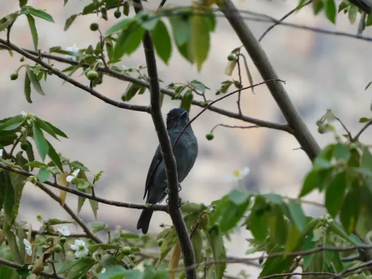 File:Pachyramphus homochrous - Cabezón unicolor.jpg