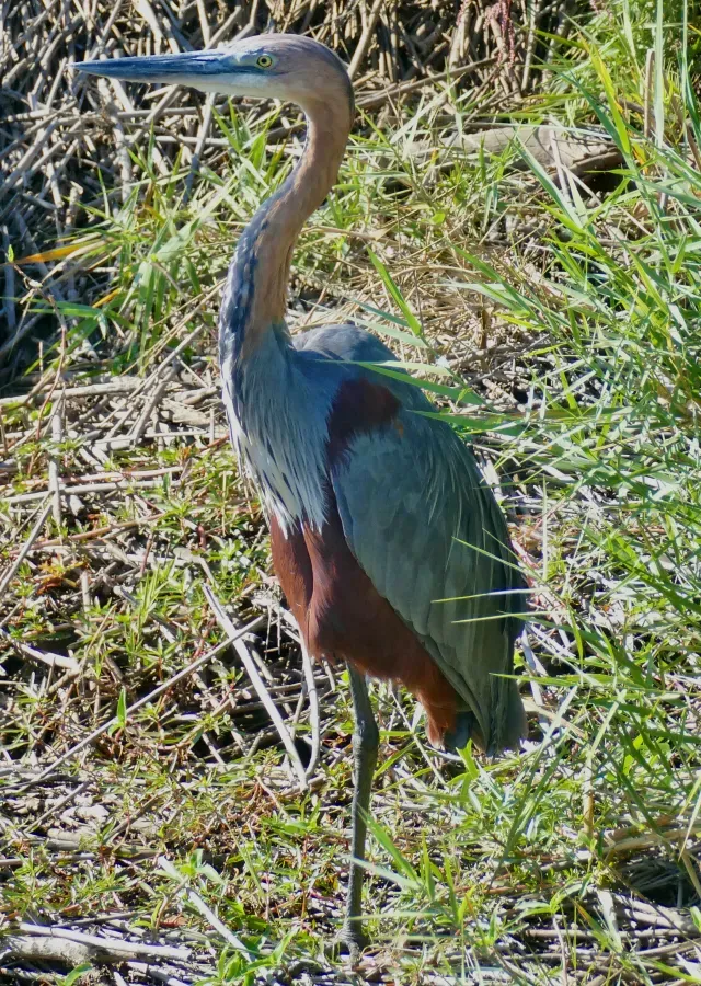 File:Goliath Heron (Ardea goliath) (52548757703).jpg