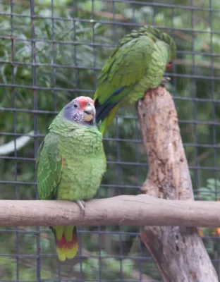 File:Amazona brasiliensis 01.JPG