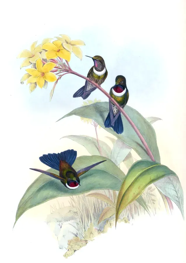 File:Heliangelus strophianus.jpg