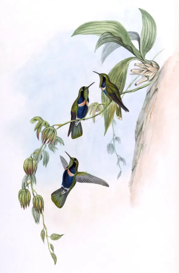 File:Augastes scutatus.jpg