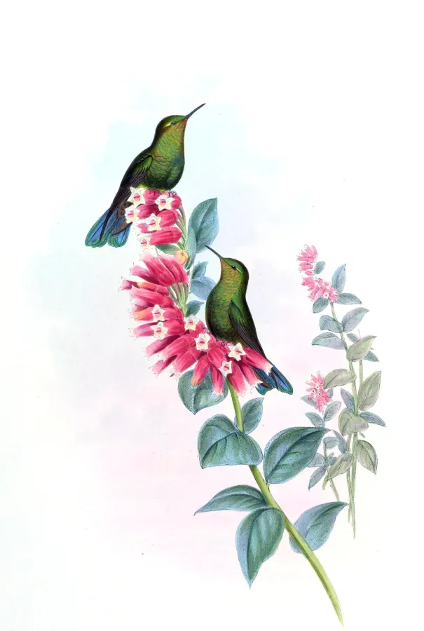 File:Metallura williami.jpg