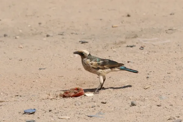 File:Lamprotornis albicapillus 158903740.jpg