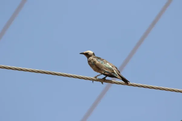 File:Lamprotornis albicapillus 158902738.jpg