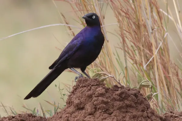 File:Lamprotornis purpuroptera 190287909.jpg