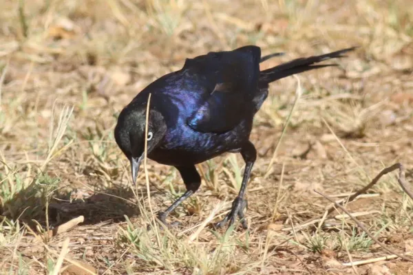 File:Lamprotornis purpuroptera 190288419.jpg
