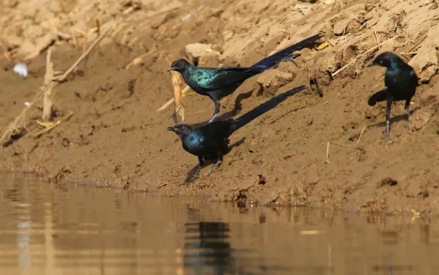 File:Lamprotornis caudatus 95507440.jpg