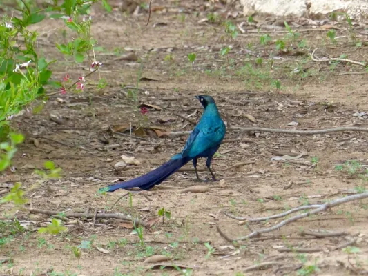 File:Lamprotornis caudatus 82763184.jpg