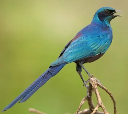 File:Lamprotornis mevesii 107565583.jpg