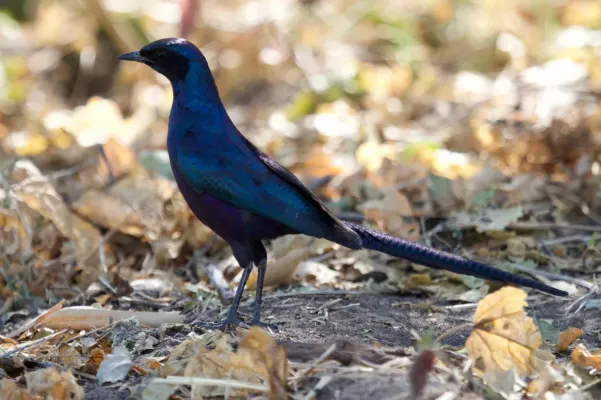 File:Lamprotornis mevesii 10356292.jpg