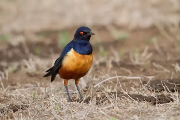 File:Lamprotornis hildebrandti 57411153.jpg