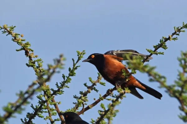 File:Lamprotornis shelleyi 132794071.jpg