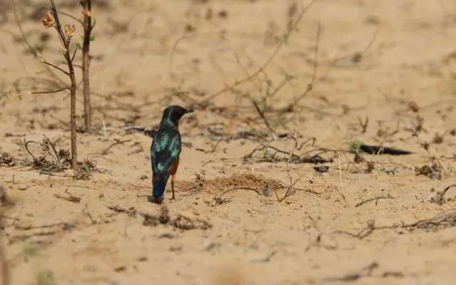 File:Lamprotornis pulcher 95372925.jpg