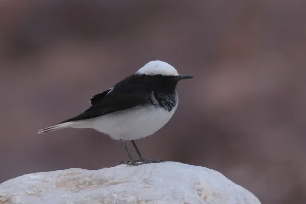 File:Oenanthe monacha 120956079.jpg