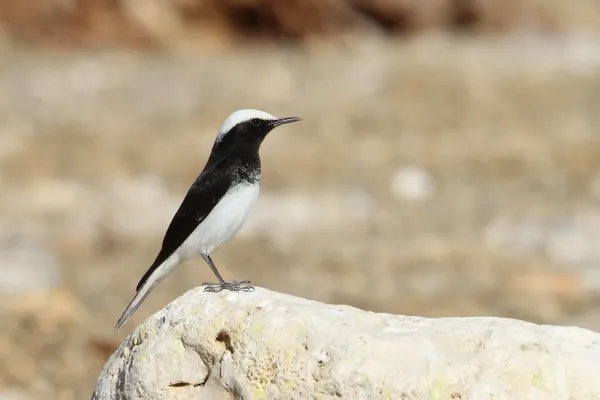 File:Oenanthe monacha 93093564.jpg