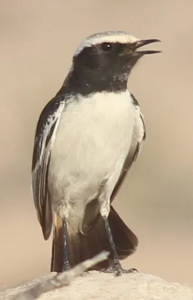 File:Oenanthe moesta 116687238.jpg