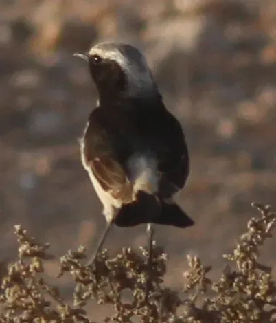 File:Oenanthe moesta 116687240.jpg