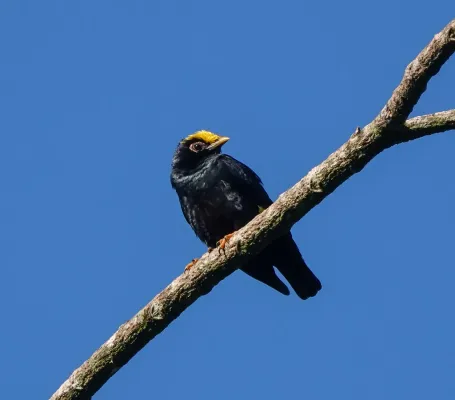 File:Ampeliceps coronatus 186683365.jpg