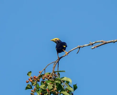 File:Ampeliceps coronatus 176557830.jpg