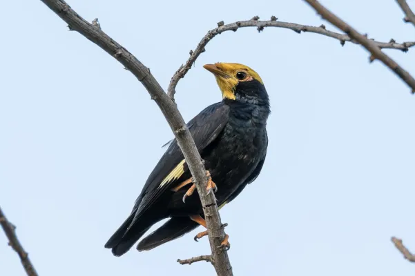 File:Ampeliceps coronatus 171294024.jpg