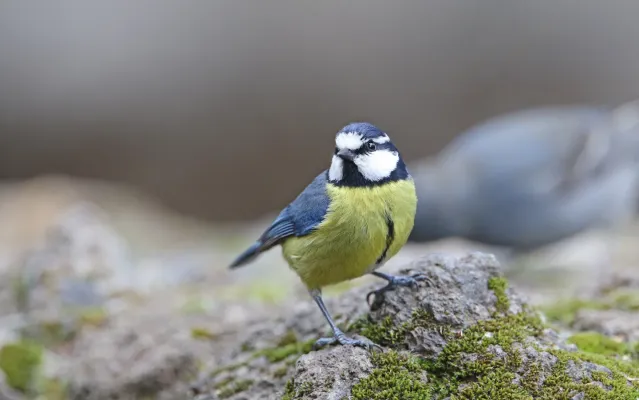 File:Cyanistes teneriffae teneriffae 184052632.jpg