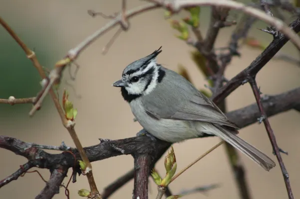 File:Baeolophus wollweberi 64654402.jpg