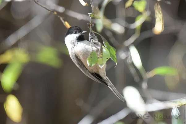 File:Poecile weigoldicus 244372795.jpg
