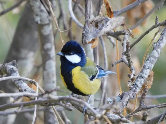File:Parus monticolus 173071983.jpg
