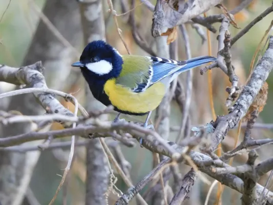 File:Parus monticolus 173071991.jpg