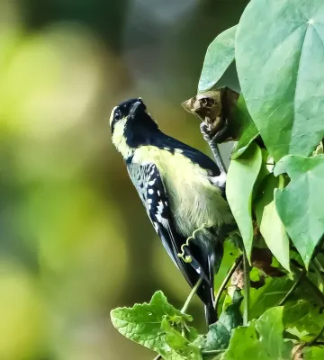 File:Machlolophus aplonotus 232795674.jpg