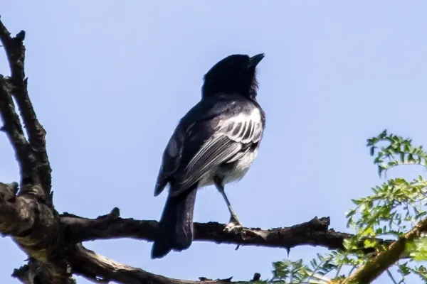 File:Melaniparus albiventris 230653858.jpg