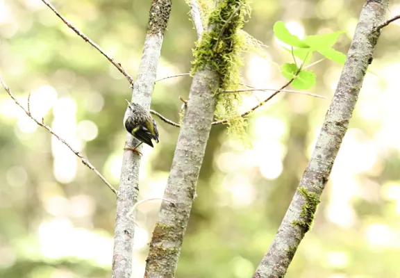 File:Rifleman New Zealand Acanthisitta chloris.jpg