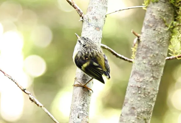 File:Reiflman Acanthisitta chloris crop.jpg