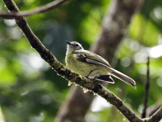 File:Phyllomyias plumbeiceps - Plumbeous-crowned Tyrannulet.jpg