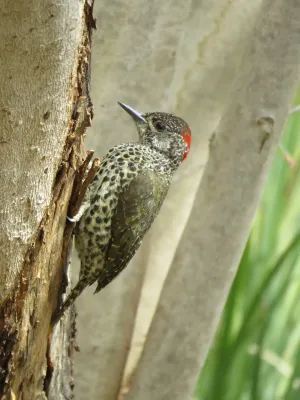 File:Campethera notata 53052798.jpg
