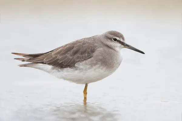 File:Tringa brevipes.jpg
