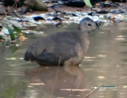 File:Crypturellus soui (Vincent Vos).jpg