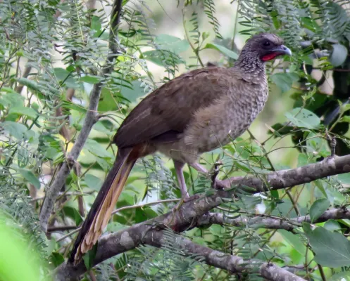 File:Ortalis guttata (Vincent Vos).jpg