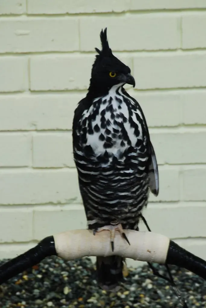 File:Nisaetus alboniger -Jurong Bird Park, Singapore-6a.jpg