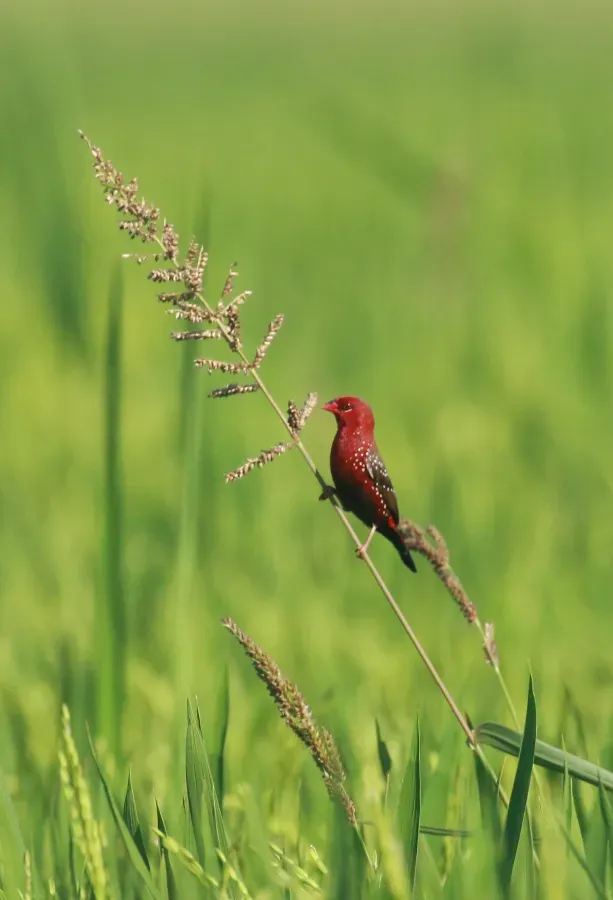 File:Red avadavat (Amandava amandava), red munia male.jpg