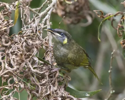 File:Meliphaga lewinii lewinii 2.jpg