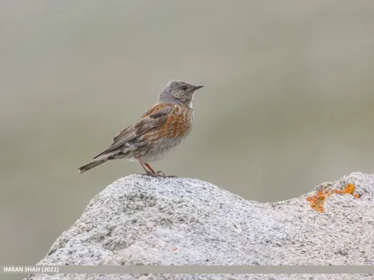 File:Altai Accentor (Prunella himalayana) (52571180365).jpg