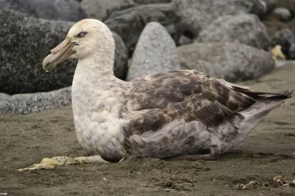 File:Macronectes giganteus DT -AQ Isla Torre- 1401 (1) (20671090038).jpg
