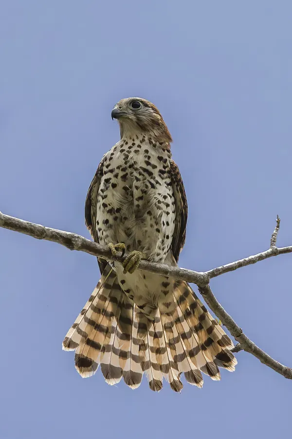 File:Mauritius kestrel (Falco punctatus) 2.jpg
