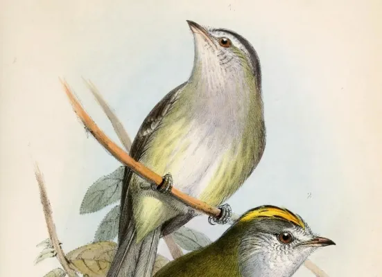 File:Zimmerius vilissimus & Myiopagis viridicata placens 1859 (cropped).jpg
