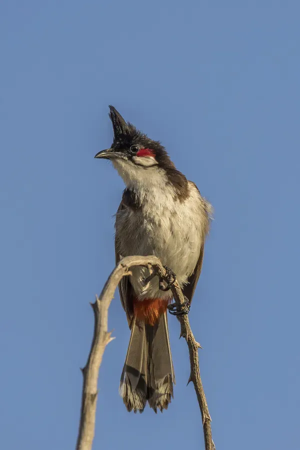 File:Red-whiskered bulbul (Pycnonotus jocosus) Reunion.jpg