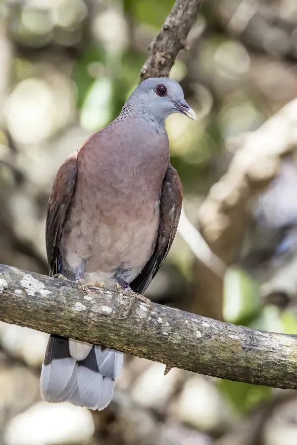 File:Malagasy turtle dove (Nesoenas picturatus) Mauritius 2.jpg